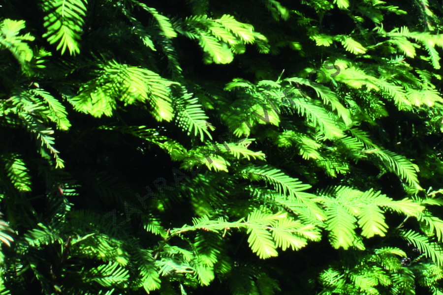 Metasekvoje tisovcovitá - předpěstovaný živý plot - Metasequoia glyptostroboides - předpěstovaný živý plot