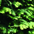 Metasekvoje tisovcovitá - předpěstovaný živý plot - Metasequoia glyptostroboides - předpěstovaný živý plot