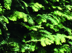 Metasekvoje tisovcovitá - předpěstovaný živý plot - Metasequoia glyptostroboides - předpěstovaný živý plot