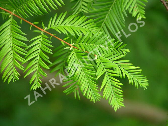Metasekvoje tisovcovitá - předpěstovaný živý plot - Metasequoia glyptostroboides - předpěstovaný živý plot