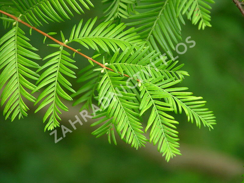Metasekvoje tisovcovitá - předpěstovaný živý plot - Metasequoia glyptostroboides - předpěstovaný živý plot