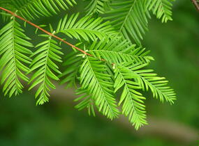 Metasekvoje tisovcovitá - předpěstovaný živý plot - Metasequoia glyptostroboides - předpěstovaný živý plot