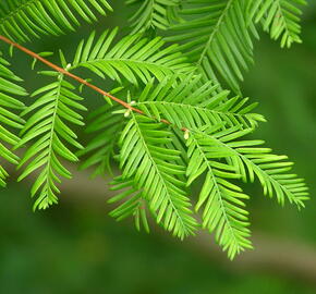 Metasekvoje tisovcovitá - předpěstovaný živý plot - Metasequoia glyptostroboides - předpěstovaný živý plot