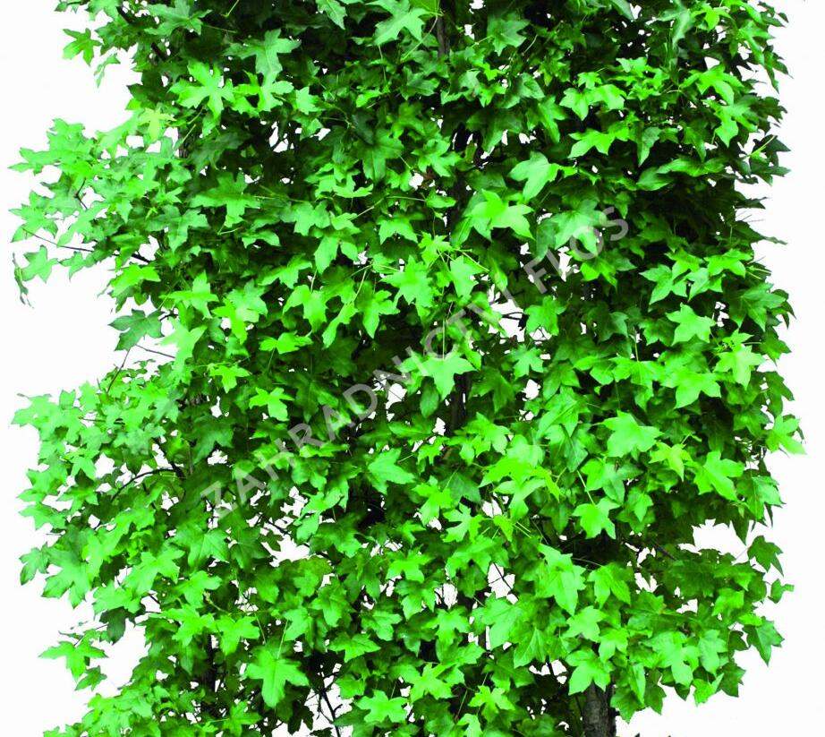 Ambroň západní - předpěstovaný živý plot - Liquidambar styraciflua - předpěstovaný živý plot
