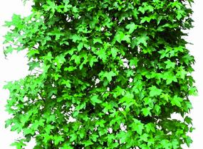 Ambroň západní - předpěstovaný živý plot - Liquidambar styraciflua - předpěstovaný živý plot