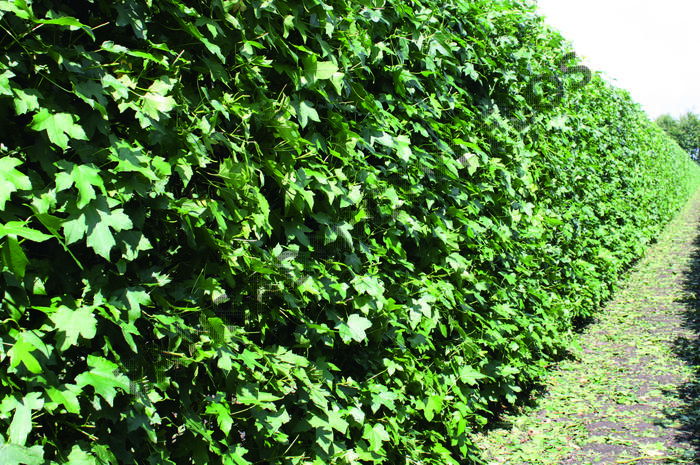 Ambroň západní - předpěstovaný živý plot - Liquidambar styraciflua - předpěstovaný živý plot