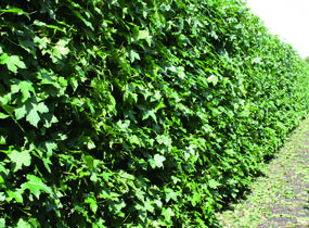 Ambroň západní - předpěstovaný živý plot - Liquidambar styraciflua - předpěstovaný živý plot