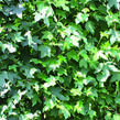 Ambroň západní - předpěstovaný živý plot - Liquidambar styraciflua - předpěstovaný živý plot