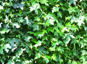 Ambroň západní - předpěstovaný živý plot - Liquidambar styraciflua - předpěstovaný živý plot