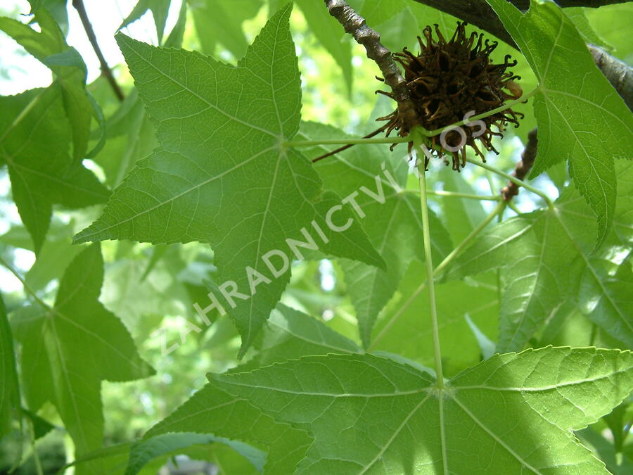 Ambroň západní - předpěstovaný živý plot - Liquidambar styraciflua - předpěstovaný živý plot