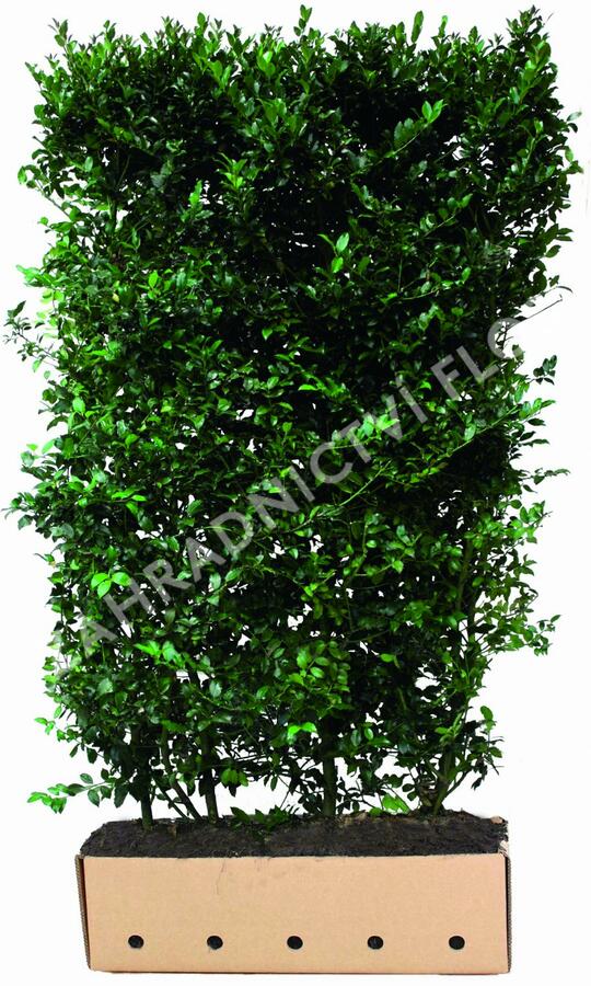 Cesmína modrá 'Blue Maid' - předpěstovaný živý plot - Ilex meserveae 'Blue Maid' - předpěstovaný živý plot