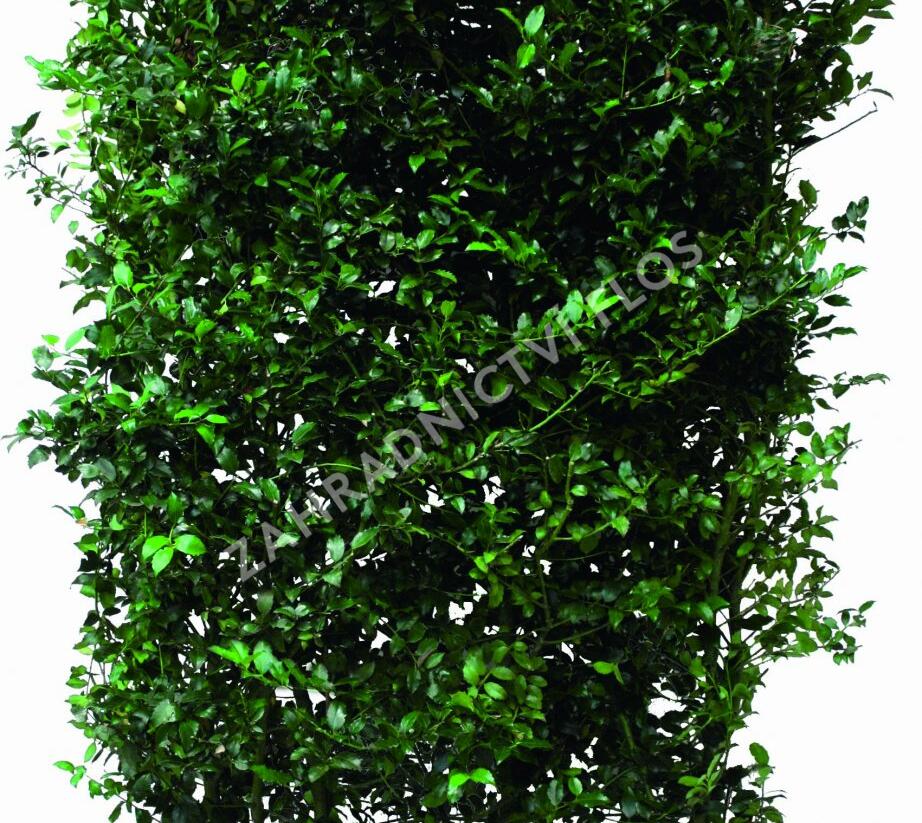 Cesmína modrá 'Blue Maid' - předpěstovaný živý plot - Ilex meserveae 'Blue Maid' - předpěstovaný živý plot