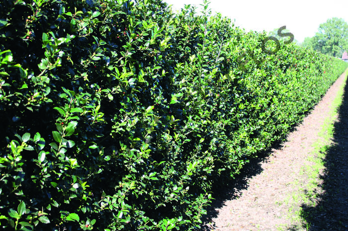 Cesmína 'Blue Maid' - předpěstovaný živý plot - Ilex meserveae 'Blue Maid' - předpěstovaný živý plot