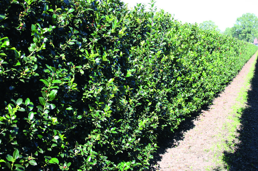 Cesmína modrá 'Blue Maid' - předpěstovaný živý plot - Ilex meserveae 'Blue Maid' - předpěstovaný živý plot