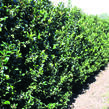 Cesmína modrá 'Blue Maid' - předpěstovaný živý plot - Ilex meserveae 'Blue Maid' - předpěstovaný živý plot