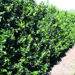 Cesmína modrá 'Blue Maid' - předpěstovaný živý plot - Ilex meserveae 'Blue Maid' - předpěstovaný živý plot