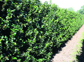 Cesmína modrá 'Blue Maid' - předpěstovaný živý plot - Ilex meserveae 'Blue Maid' - předpěstovaný živý plot