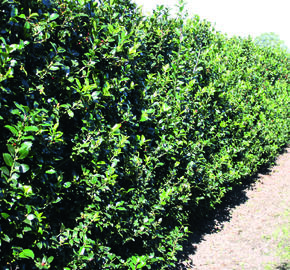 Cesmína 'Blue Maid' - předpěstovaný živý plot - Ilex meserveae 'Blue Maid' - předpěstovaný živý plot