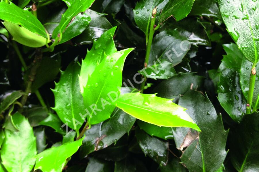 Cesmína modrá 'Blue Maid' - předpěstovaný živý plot - Ilex meserveae 'Blue Maid' - předpěstovaný živý plot