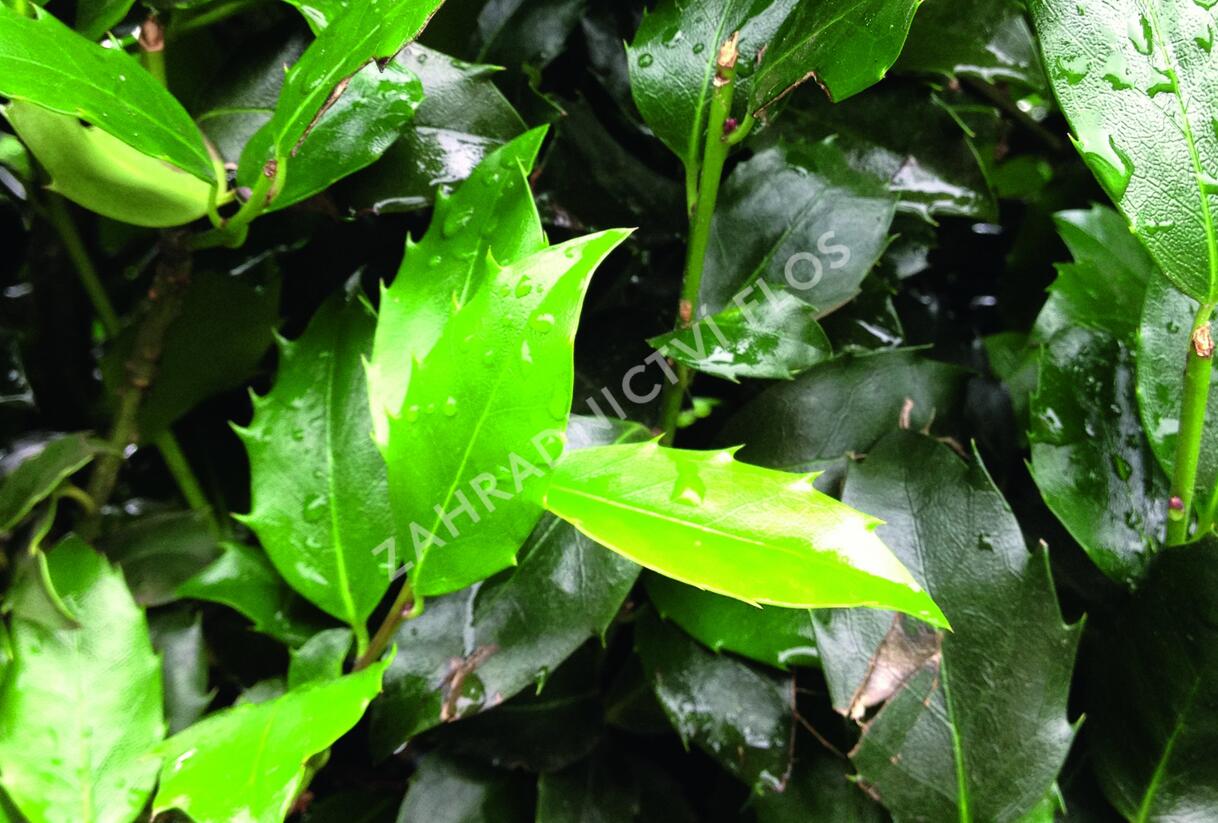 Cesmína modrá 'Blue Maid' - předpěstovaný živý plot - Ilex meserveae 'Blue Maid' - předpěstovaný živý plot