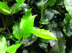 Cesmína modrá 'Blue Maid' - předpěstovaný živý plot - Ilex meserveae 'Blue Maid' - předpěstovaný živý plot