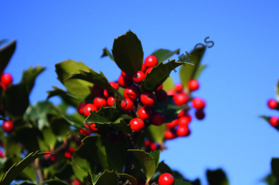Cesmína modrá 'Blue Maid' - předpěstovaný živý plot - Ilex meserveae 'Blue Maid' - předpěstovaný živý plot