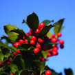 Cesmína 'Blue Maid' - předpěstovaný živý plot - Ilex meserveae 'Blue Maid' - předpěstovaný živý plot