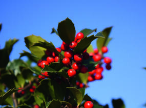 Cesmína modrá 'Blue Maid' - předpěstovaný živý plot - Ilex meserveae 'Blue Maid' - předpěstovaný živý plot