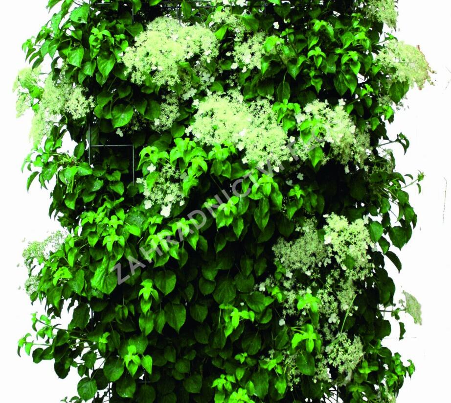 Hortenzie řapíkatá - předpěstovaný živý plot - Hydrangea anomala subsp. petiolaris - předpěstovaný živý plot