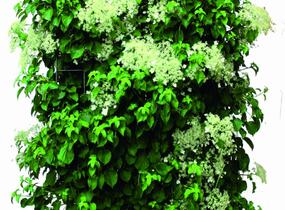 Hortenzie řapíkatá - předpěstovaný živý plot - Hydrangea anomala subsp. petiolaris - předpěstovaný živý plot