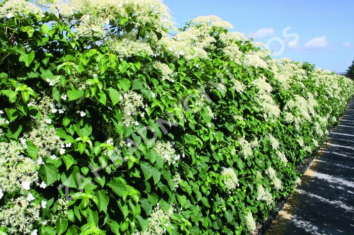 Hortenzie řapíkatá - předpěstovaný živý plot - Hydrangea anomala subsp. petiolaris - předpěstovaný živý plot