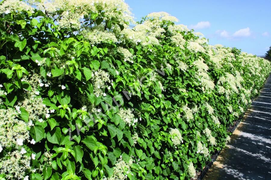 Hortenzie řapíkatá - předpěstovaný živý plot - Hydrangea anomala subsp. petiolaris - předpěstovaný živý plot