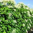 Hortenzie řapíkatá - předpěstovaný živý plot - Hydrangea anomala subsp. petiolaris - předpěstovaný živý plot