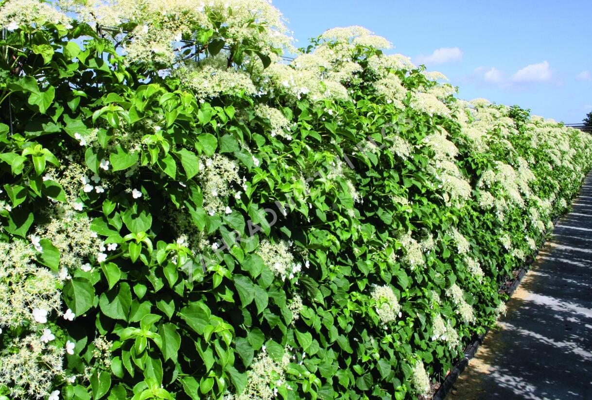 Hortenzie řapíkatá - předpěstovaný živý plot - Hydrangea anomala subsp. petiolaris - předpěstovaný živý plot