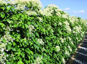 Hortenzie řapíkatá - předpěstovaný živý plot - Hydrangea anomala subsp. petiolaris - předpěstovaný živý plot