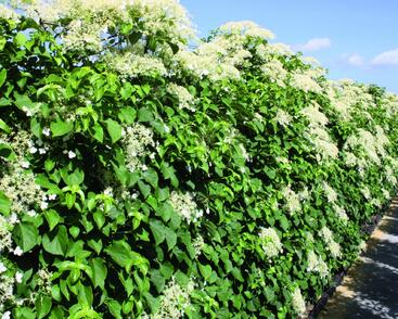 Hortenzie řapíkatá - předpěstovaný živý plot