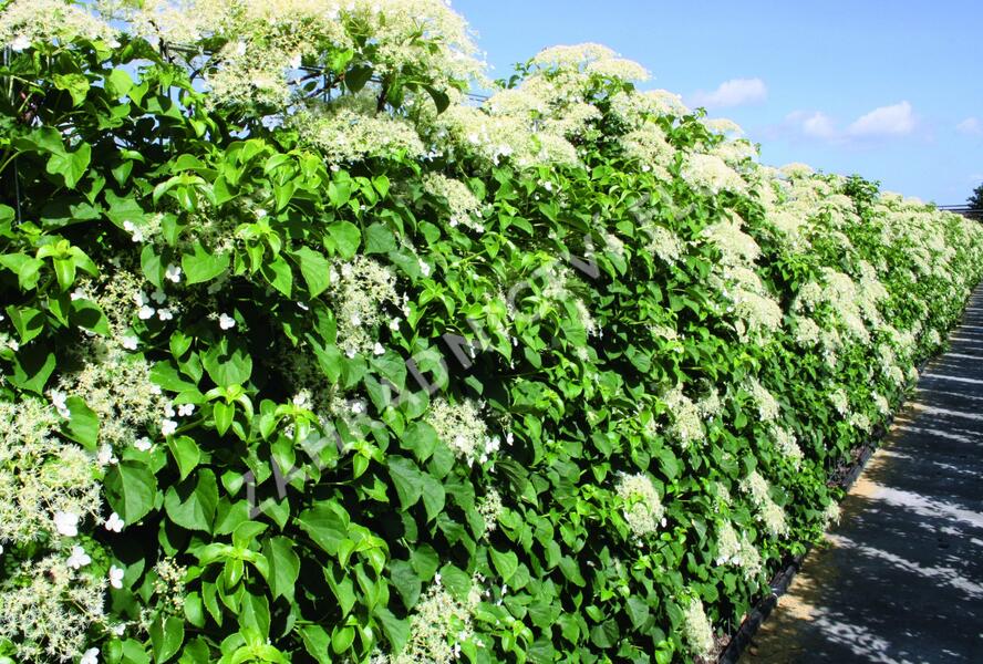 Hortenzie řapíkatá - předpěstovaný živý plot - Hydrangea anomala subsp. petiolaris - předpěstovaný živý plot