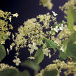 Hortenzie řapíkatá - předpěstovaný živý plot - Hydrangea anomala subsp. petiolaris - předpěstovaný živý plot