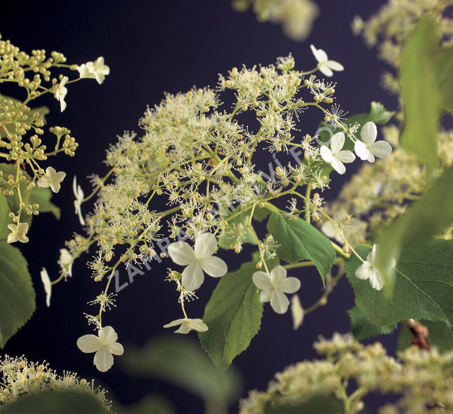 Hortenzie řapíkatá - předpěstovaný živý plot - Hydrangea anomala subsp. petiolaris - předpěstovaný živý plot