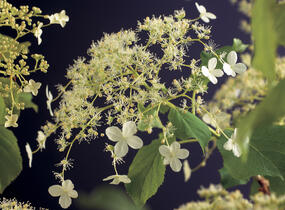 Hortenzie řapíkatá - předpěstovaný živý plot - Hydrangea anomala subsp. petiolaris - předpěstovaný živý plot
