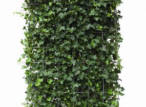 Břečťan popínavý 'Hibernica' - předpěstovaný živý plot - Hedera helix 'Hibernica' - předpěstovaný živý plot