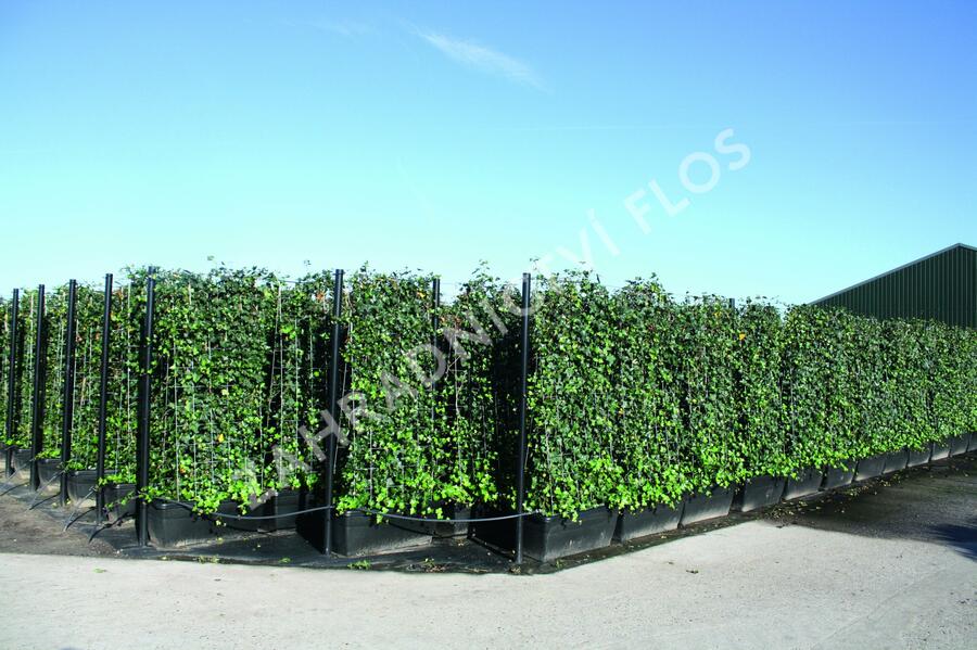 Břečťan popínavý 'Hibernica' - předpěstovaný živý plot - Hedera helix 'Hibernica' - předpěstovaný živý plot