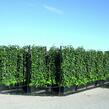 Břečťan popínavý 'Hibernica' - předpěstovaný živý plot - Hedera helix 'Hibernica' - předpěstovaný živý plot