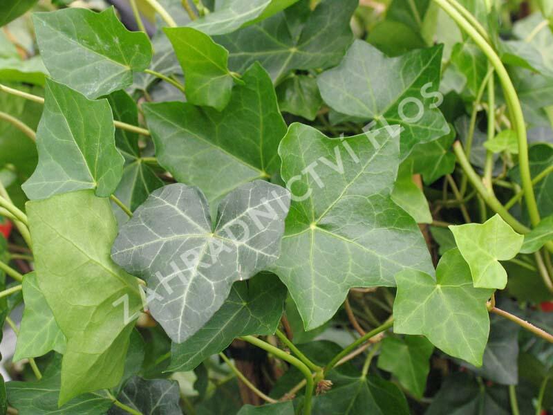 Břečťan popínavý 'Hibernica' - předpěstovaný živý plot - Hedera helix 'Hibernica' - předpěstovaný živý plot
