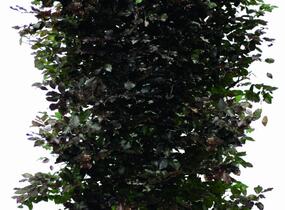 Buk lesní 'Atropunicea' - předpěstovaný živý plot - Fagus sylvatica 'Atropunicea' - předpěstovaný živý plot