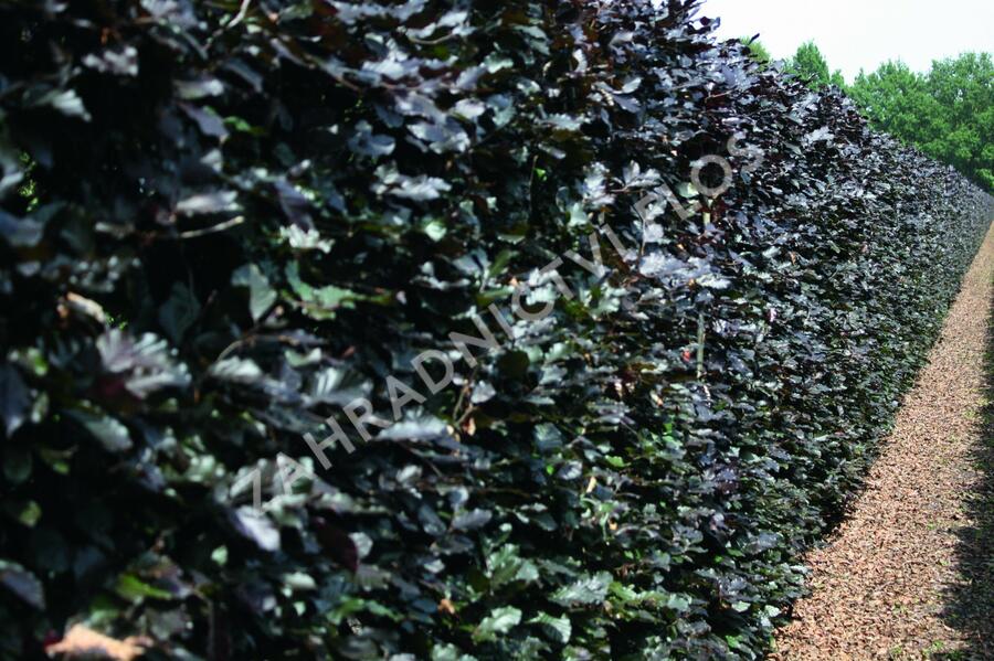 Buk lesní 'Atropunicea' - předpěstovaný živý plot - Fagus sylvatica 'Atropunicea' - předpěstovaný živý plot