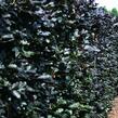 Buk lesní 'Atropunicea' - předpěstovaný živý plot - Fagus sylvatica 'Atropunicea' - předpěstovaný živý plot