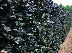 Buk lesní 'Atropunicea' - předpěstovaný živý plot - Fagus sylvatica 'Atropunicea' - předpěstovaný živý plot