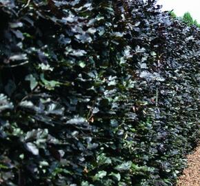 Buk lesní 'Atropunicea' - předpěstovaný živý plot - Fagus sylvatica 'Atropunicea' - předpěstovaný živý plot