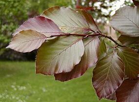Buk lesní 'Atropunicea' - předpěstovaný živý plot - Fagus sylvatica 'Atropunicea' - předpěstovaný živý plot